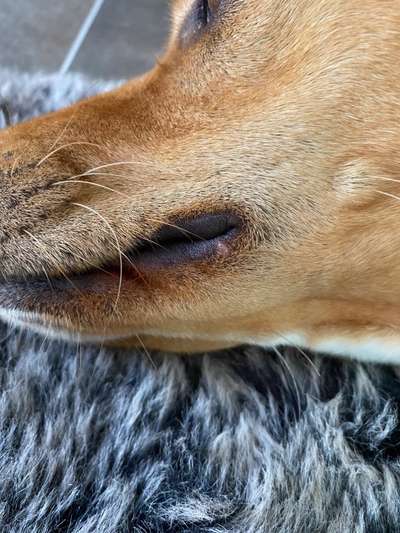 Bläschen/kleiner Knubbel am Maul-Beitrag-Bild