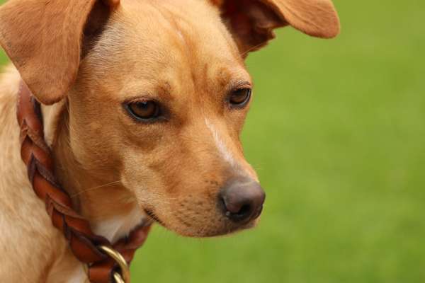 Fotochallange Nr. 57     PORTRÄT.   Beendet!!!!!!!!-Beitrag-Bild