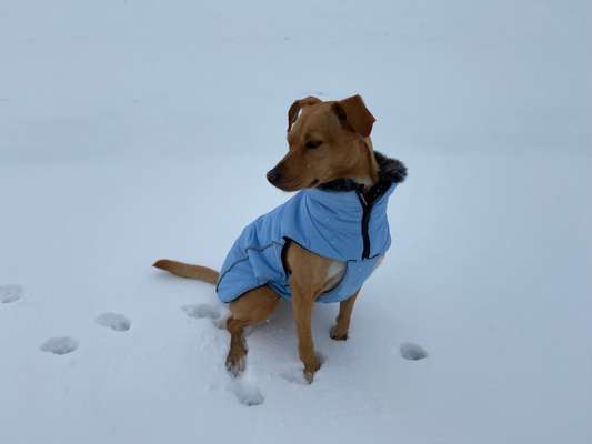 Hundekleidung - Top oder Flop-Beitrag-Bild