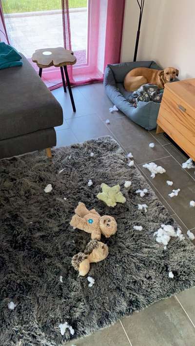 Zeig mir, dass du mit einem hund zusammenlebst....-Beitrag-Bild