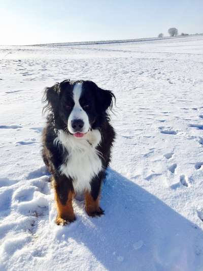 Die Dogorama Kalender Challenge Teil 2/4-Beitrag-Bild