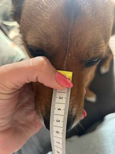 Wie sitzt mein Maulkorb / Maulkorb-Beratung-Beitrag-Bild