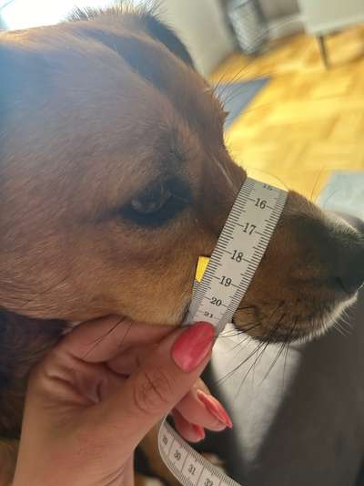 Wie sitzt mein Maulkorb / Maulkorb-Beratung-Beitrag-Bild