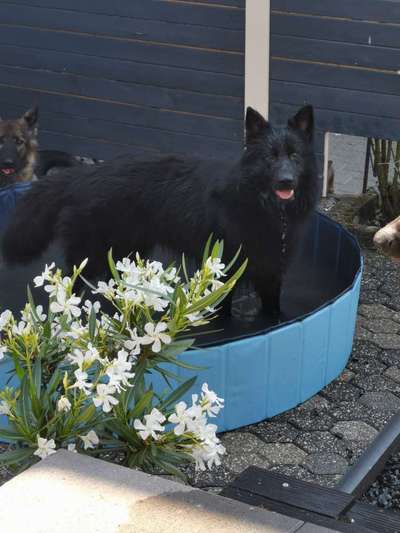 Dogorama-Monats-Challenge-Mai "Wasser"-Beitrag-Bild