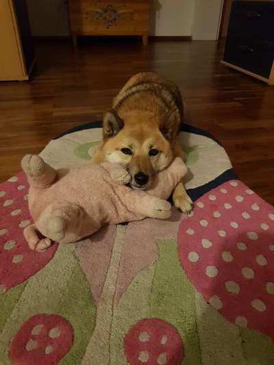 Shiba Inu Erfahrungen?-Beitrag-Bild