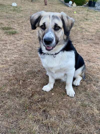 Dogorama Photo Challenge - Einmal lächeln bitte-Beitrag-Bild