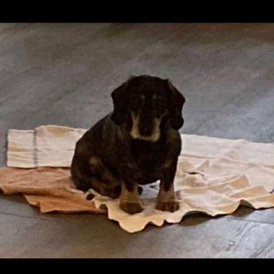 Suchmeldung-Hermann-Bild