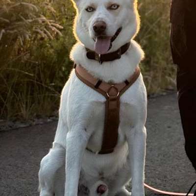 Hundetreffen-Bitches gesucht möglichst läufig-Bild
