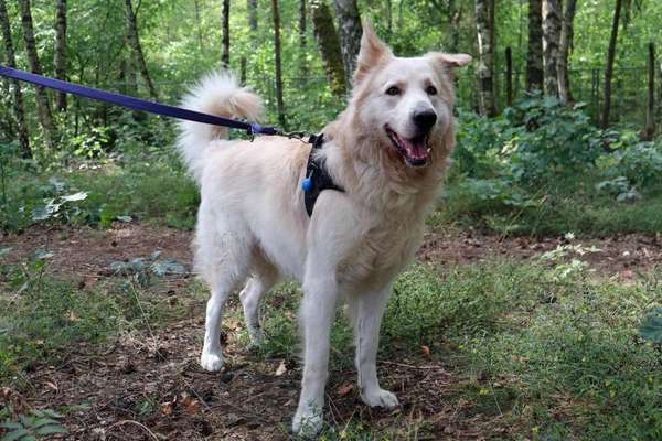 Tierschutzhunde suchen ein Zuhause-Beitrag-Bild