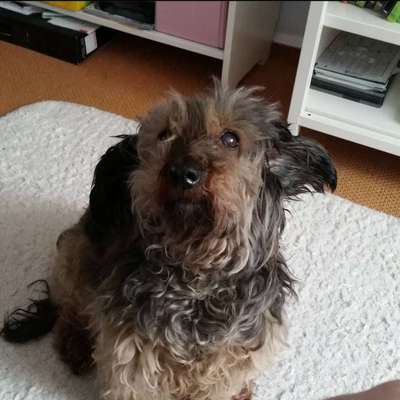 Unsere Fellnasen im Regenbogenland-Beitrag-Bild