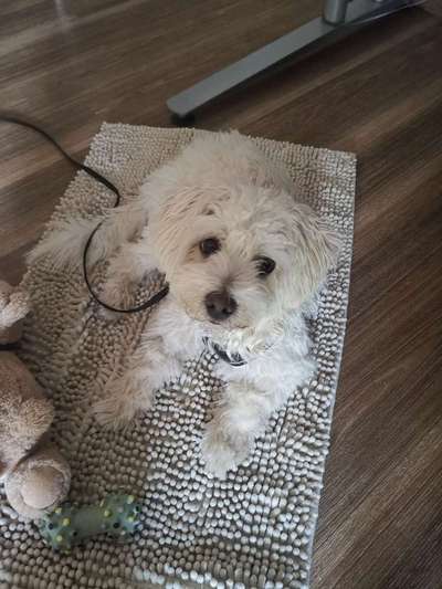 Hundetreffen-Gassi gehen und spielen-Bild