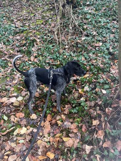 Dackel mit langen Beinen-Beitrag-Bild