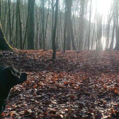 Hundetreffen-Social walk und Training-Bild