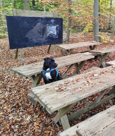 Hundetreffen-Social Walk-Bild