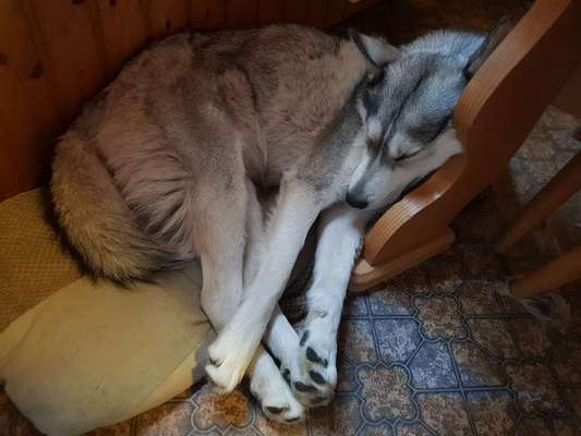 Zeigt mir die lustigsten Schlafpositionen eurer Fellnasen-Beitrag-Bild