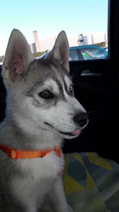 Nordische Hunde-Beitrag-Bild