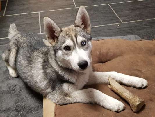 Nordische Hunde-Beitrag-Bild