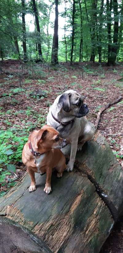 Dogorama Photo Challenge - Gassipause-Beitrag-Bild