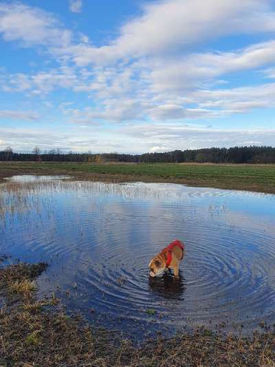 Fotochallenge No. 26                                     Wald und Wiese-Beitrag-Bild