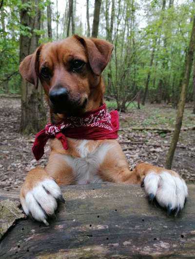 Dogorama Photo Challenge - Einmal lächeln bitte-Beitrag-Bild