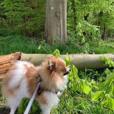 Die Dogorama Monats Challenge "Es grünt und blüht"-Beitrag-Bild