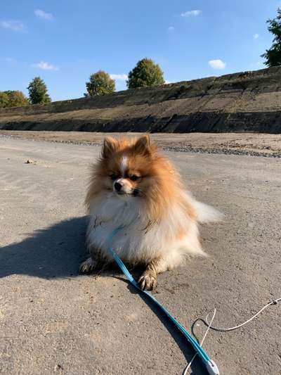 FOTOCHALLENGE 72 - Glücklicher Hund im Schmuddel-Look-Beitrag-Bild