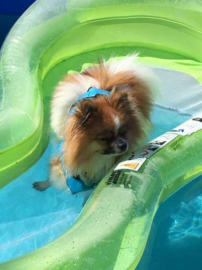 Die Dogorama Kalender Challenge 4/4-Beitrag-Bild