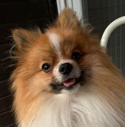 Fotochallange Nr. 57     PORTRÄT.   Beendet!!!!!!!!-Beitrag-Bild