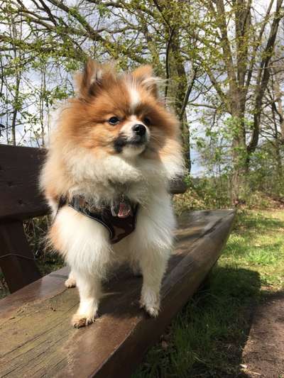 Die Dogorama Kalender Challenge Teil 1/4-Beitrag-Bild