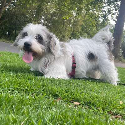 Hundetreffen-gemeinsames spazieren mit unserer luna!-Bild