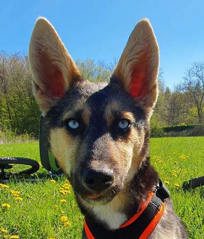 Wo sind die Osteuropäischen Schäferhunde-Beitrag-Bild