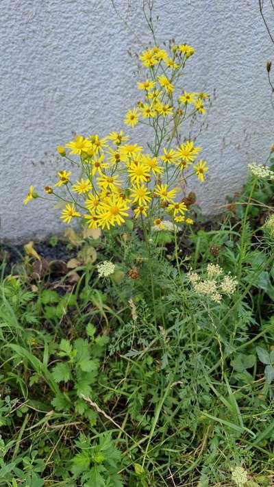 Giftköder-Jakobskreuzkraut am Wegesrand-Bild