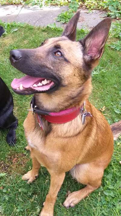 Deutsche Schäferhunde, Belgische Schäferhunde.-Beitrag-Bild