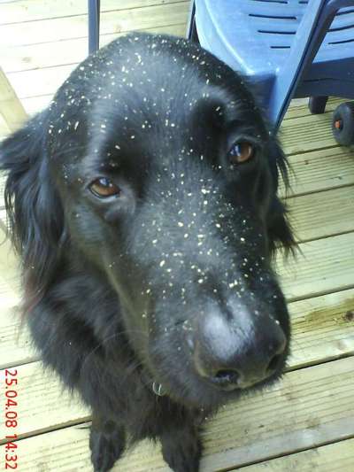 Seltene Rassen!-Beitrag-Bild