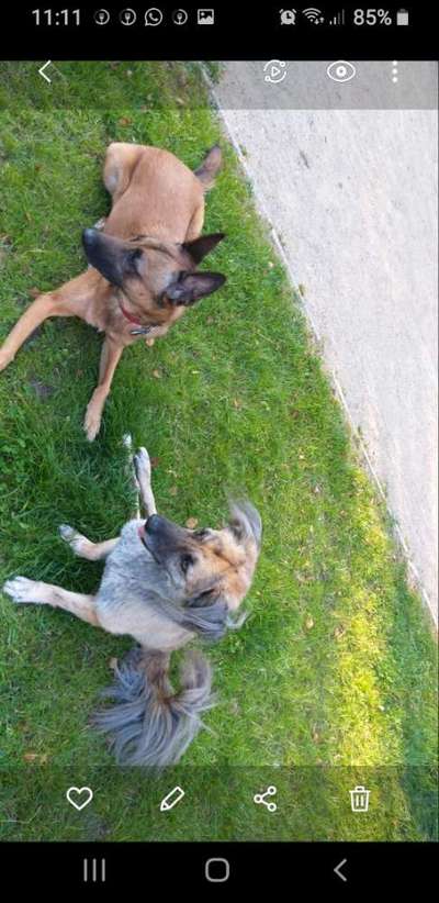 Hundetreffen-Suche gehbehinderte hunde zum Spielen für meine sunny.-Bild