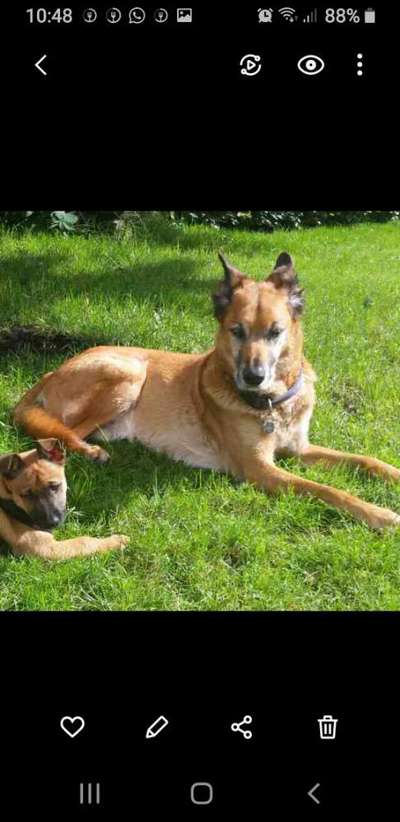 Deutsche Schäferhunde, Belgische Schäferhunde.-Beitrag-Bild