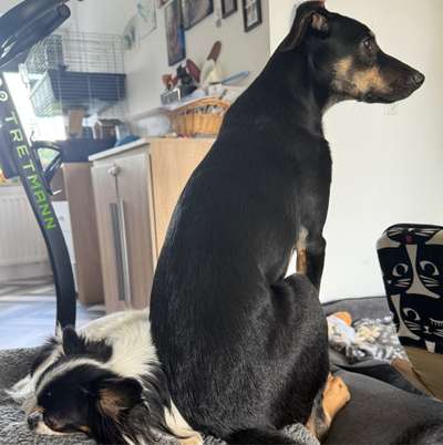 Hundetreffen-Spiel- & Gassitreffen Walle/Gröpelingen/Oslebshausen-Bild