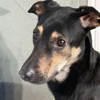 Hundetreffen-Social Walk mit Reaktiven Rüden-Bild