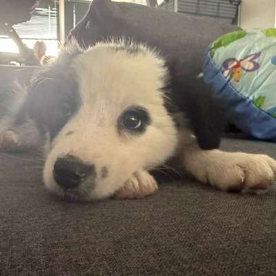 Hundetreffen-Welpentreffen-Bild