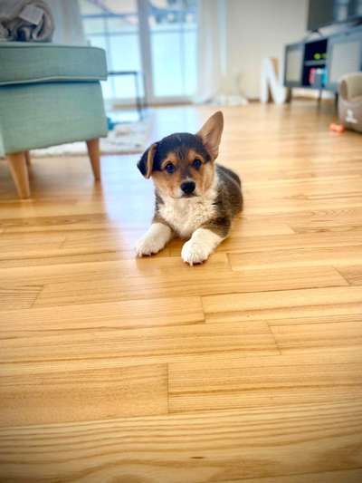 Welpen Bilder !-Beitrag-Bild