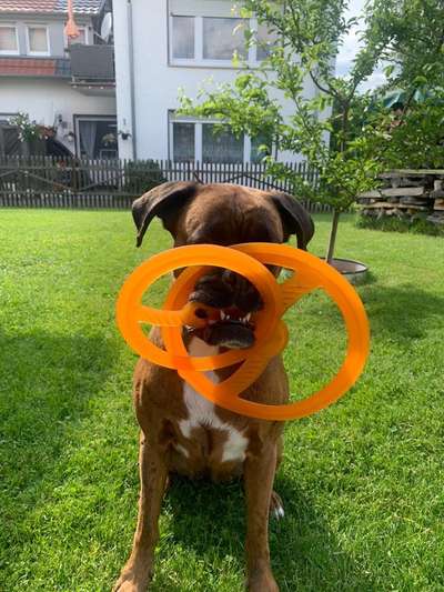 Dogorama Photo Challenge - Apportieren-Beitrag-Bild