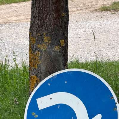 Giftköder-Eichenprozessionsspinner-Bild