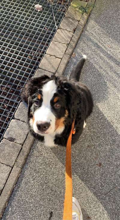 Hunderunde-Beitrag-Bild