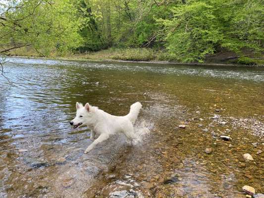 Dogorama-Monats-Challenge-Mai "Wasser"-Beitrag-Bild