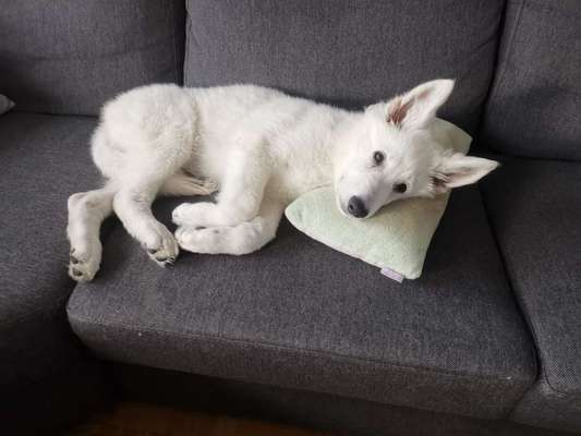 Welpen Bilder !-Beitrag-Bild