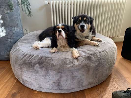 Cavalier King Charles Spaniel?-Beitrag-Bild