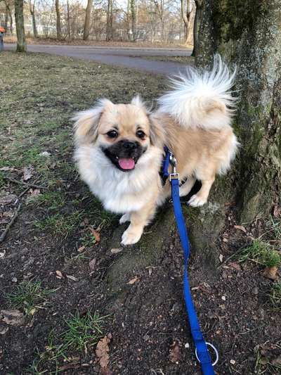 Seltene Rassen!-Beitrag-Bild