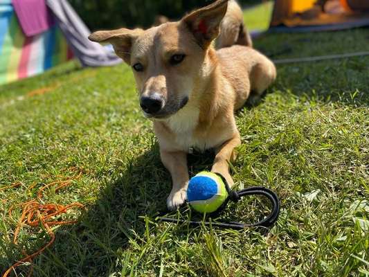 Hundetreffen-Hundefreunde zum Toben 🐾-Bild