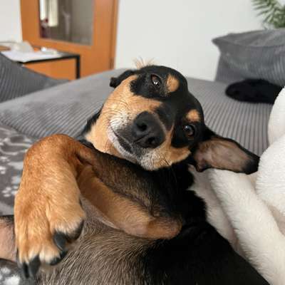 Hundetreffen-Gassi oder Spielen-Bild