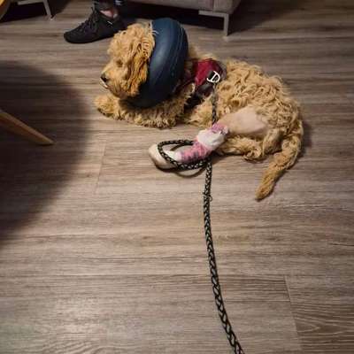 Akute Problemsituation mit jungem Hund nach OP: Besitzansprüche, Dauerstress, Kinder betroffen-Beitrag-Bild